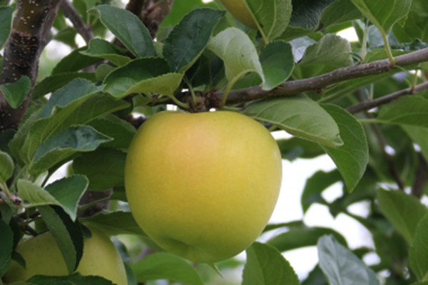 シナノゴールド